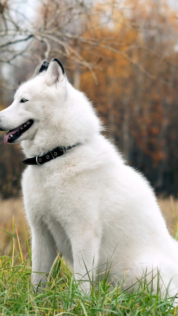 White Siberian Husky Puppy on Green Grass Field During Daytime. Wallpaper in 720x1280 Resolution