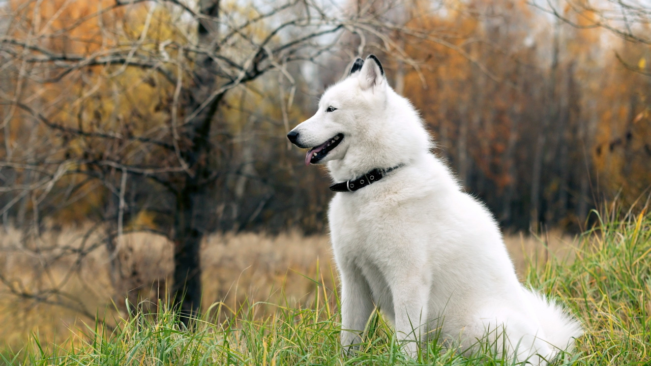 Cachorro de Husky Siberiano Blanco en Campo de Hierba Verde Durante el Día. Wallpaper in 1280x720 Resolution
