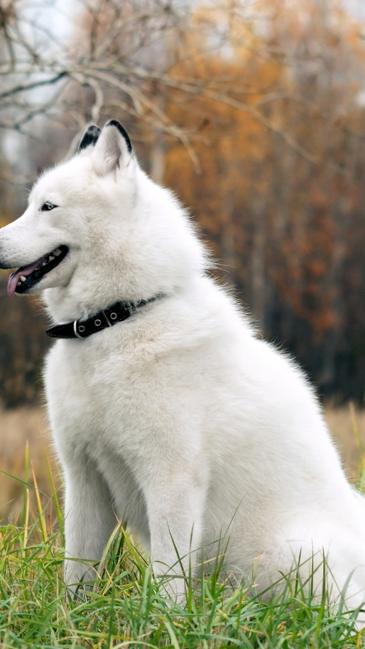 Cachorro de Husky Siberiano Blanco en Campo de Hierba Verde Durante el Día. Wallpaper in 750x1334 Resolution