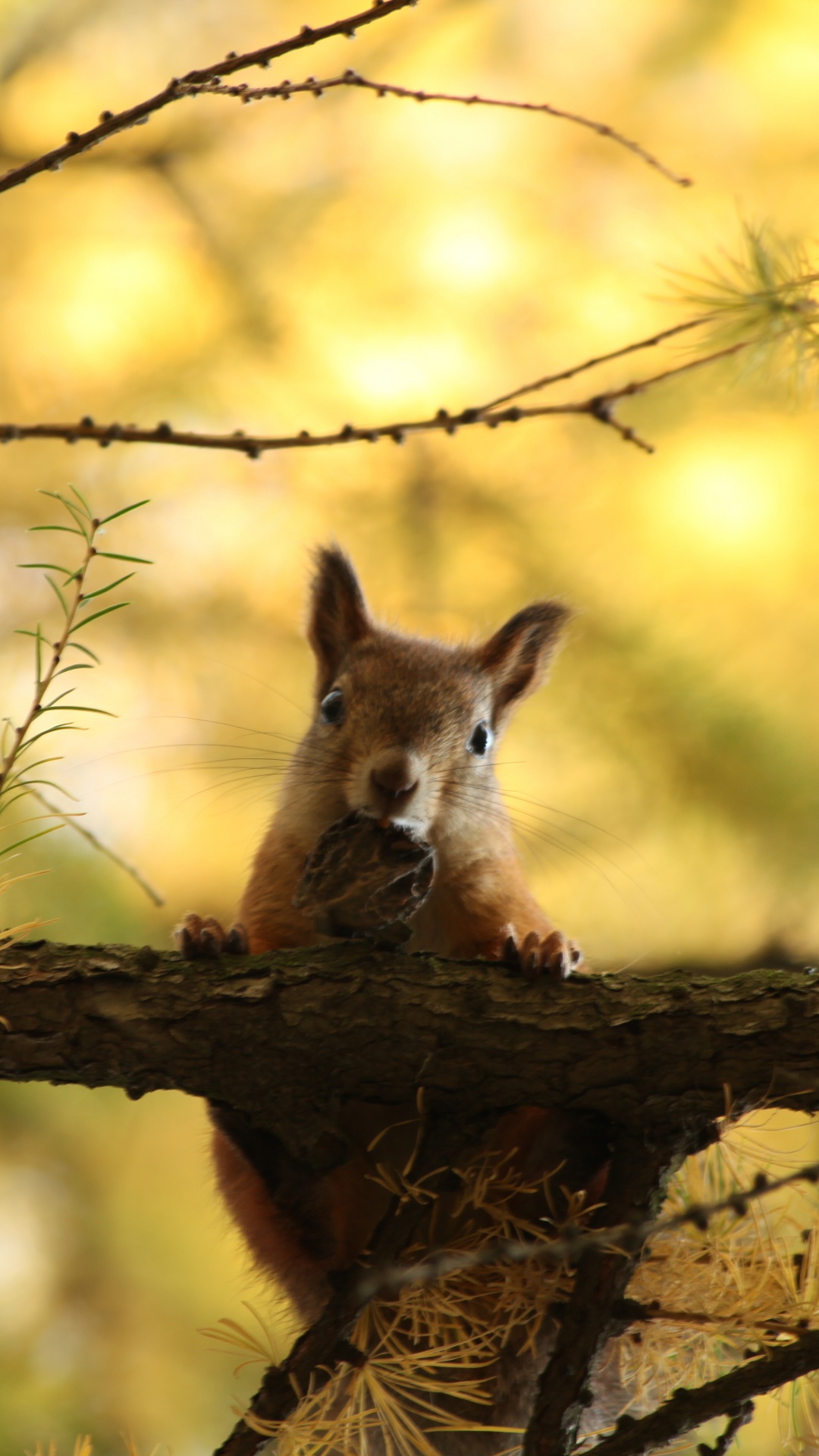 Brown Fox on Brown Tree Branch During Daytime. Wallpaper in 1080x1920 Resolution