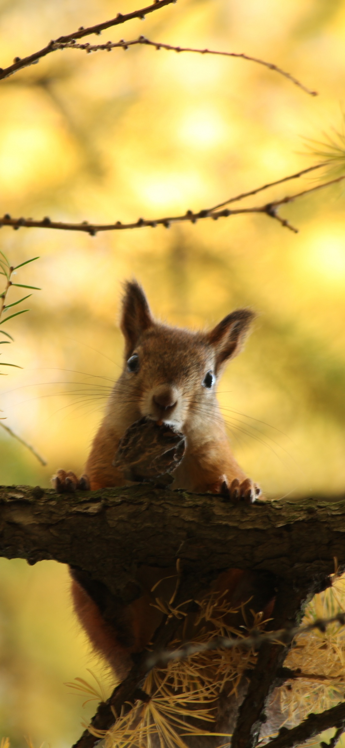 Brown Fox on Brown Tree Branch During Daytime. Wallpaper in 1125x2436 Resolution