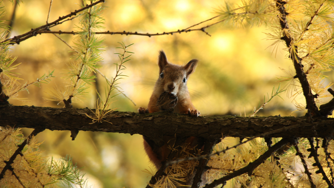 Brown Fox on Brown Tree Branch During Daytime. Wallpaper in 1366x768 Resolution