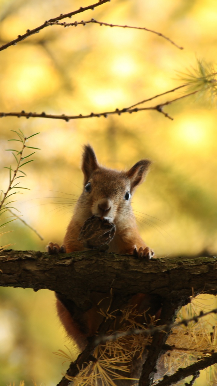 Brown Fox on Brown Tree Branch During Daytime. Wallpaper in 720x1280 Resolution