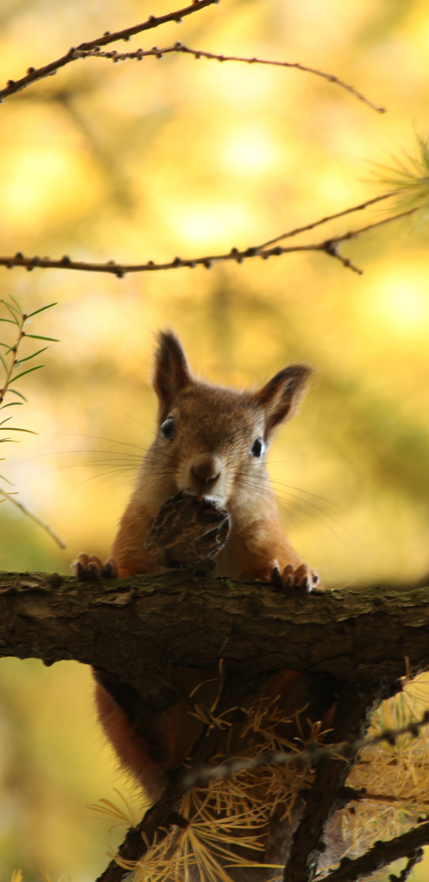 Brauner Fuchs Auf Braunem Ast Tagsüber. Wallpaper in 1440x2960 Resolution