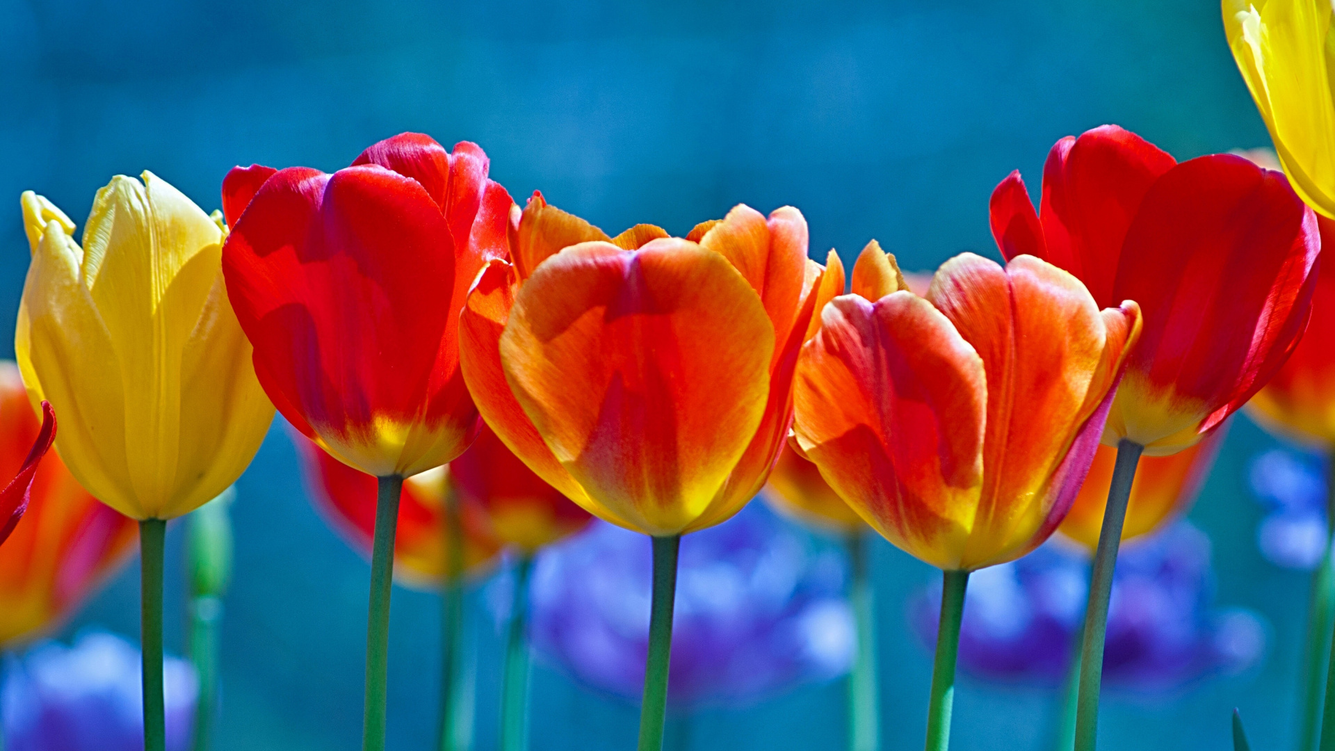 Tulipanes Rojos y Amarillos en Flor Durante el Día. Wallpaper in 1920x1080 Resolution