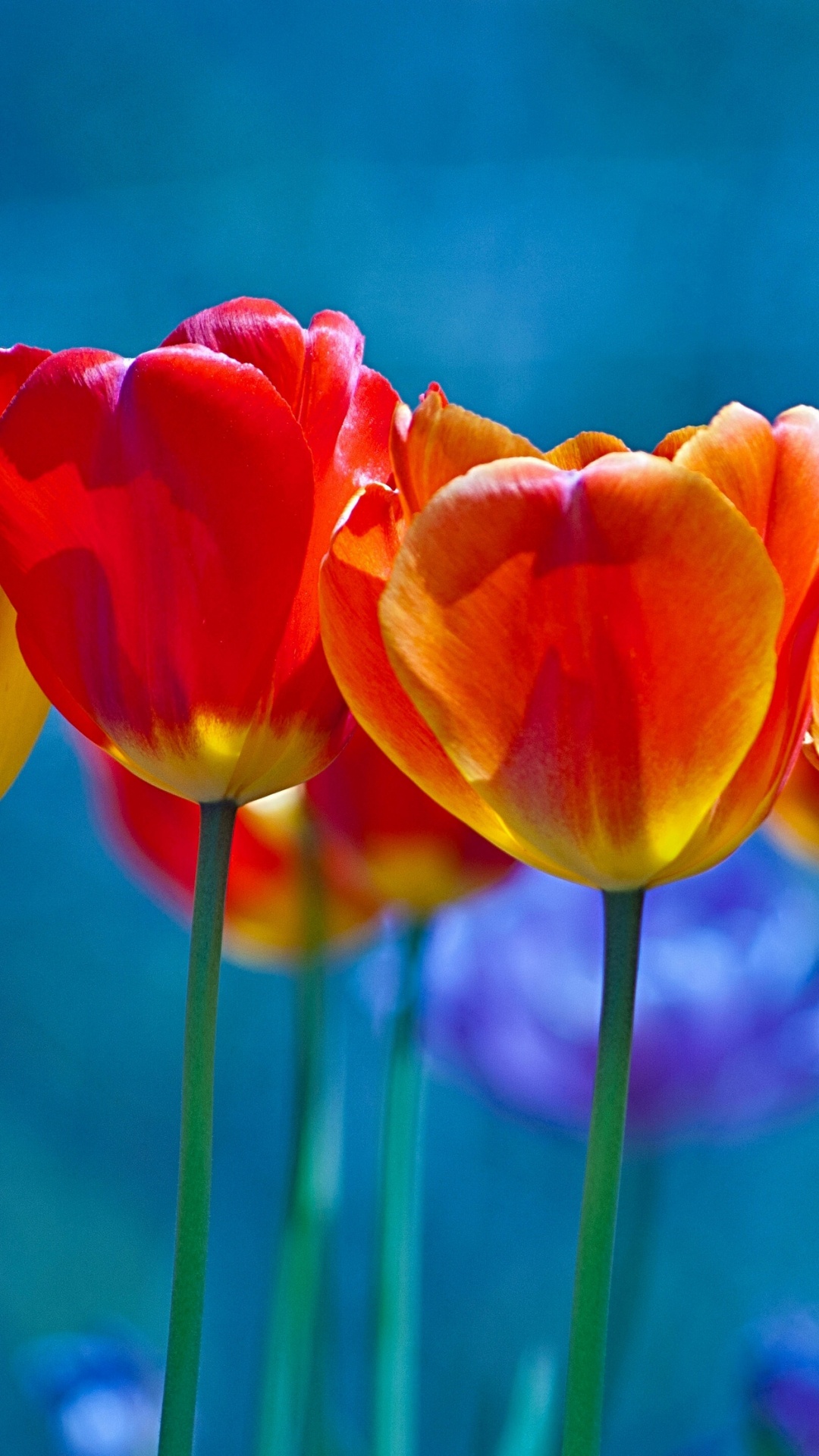Red and Yellow Tulips in Bloom During Daytime. Wallpaper in 1080x1920 Resolution
