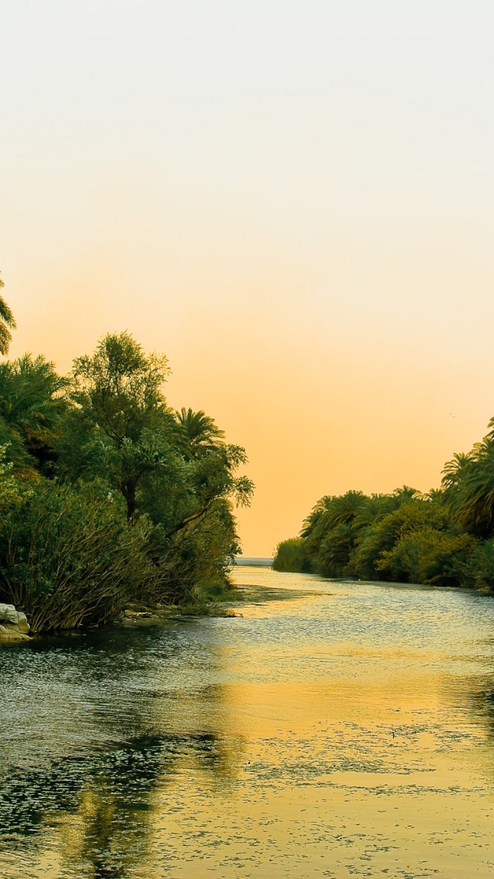Green Trees Beside Body of Water During Daytime. Wallpaper in 720x1280 Resolution