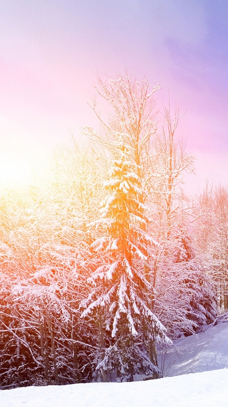 Braune Bäume Auf Schneebedecktem Boden Tagsüber. Wallpaper in 750x1334 Resolution