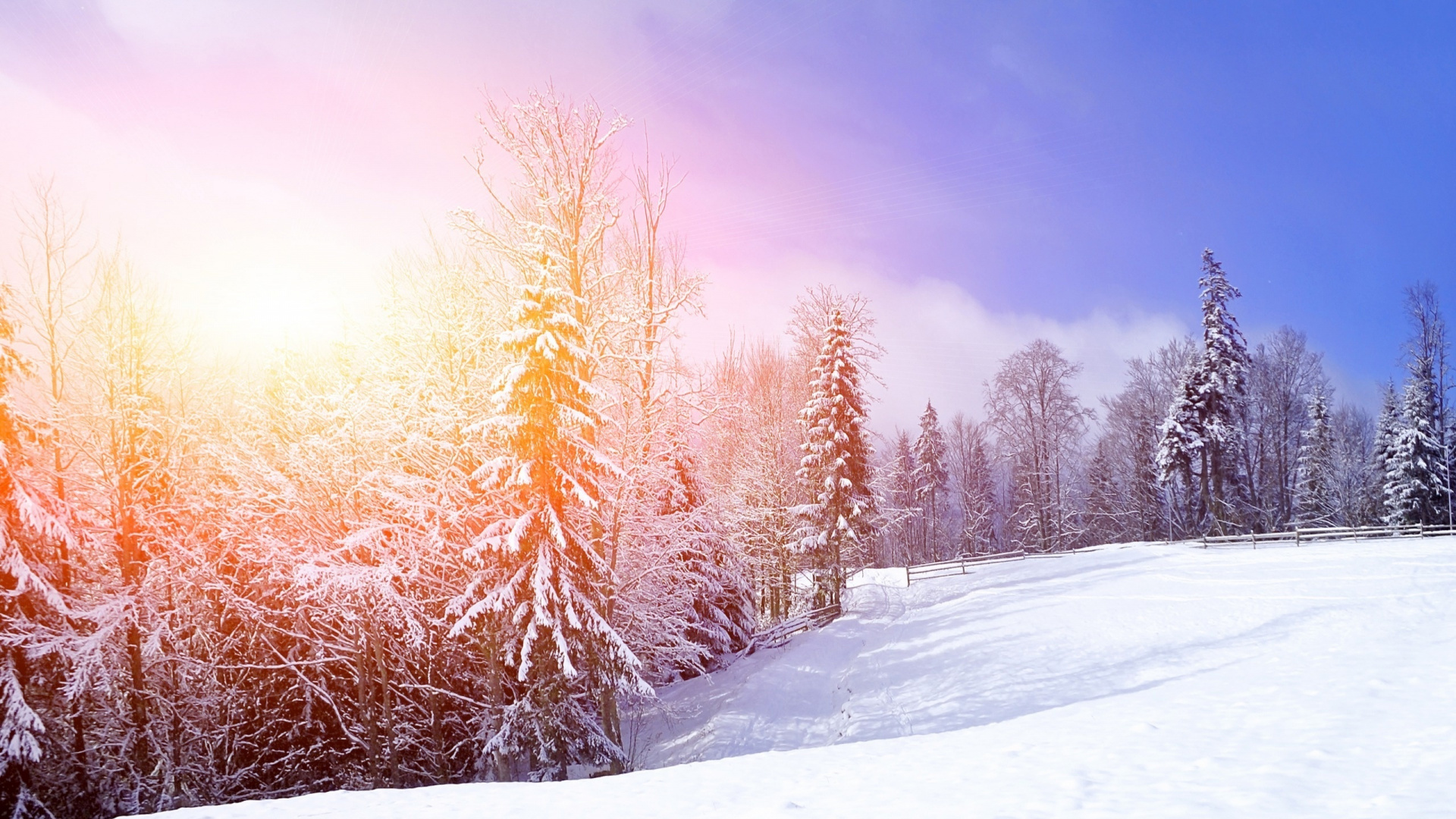 Brown Trees on Snow Covered Ground During Daytime. Wallpaper in 1920x1080 Resolution
