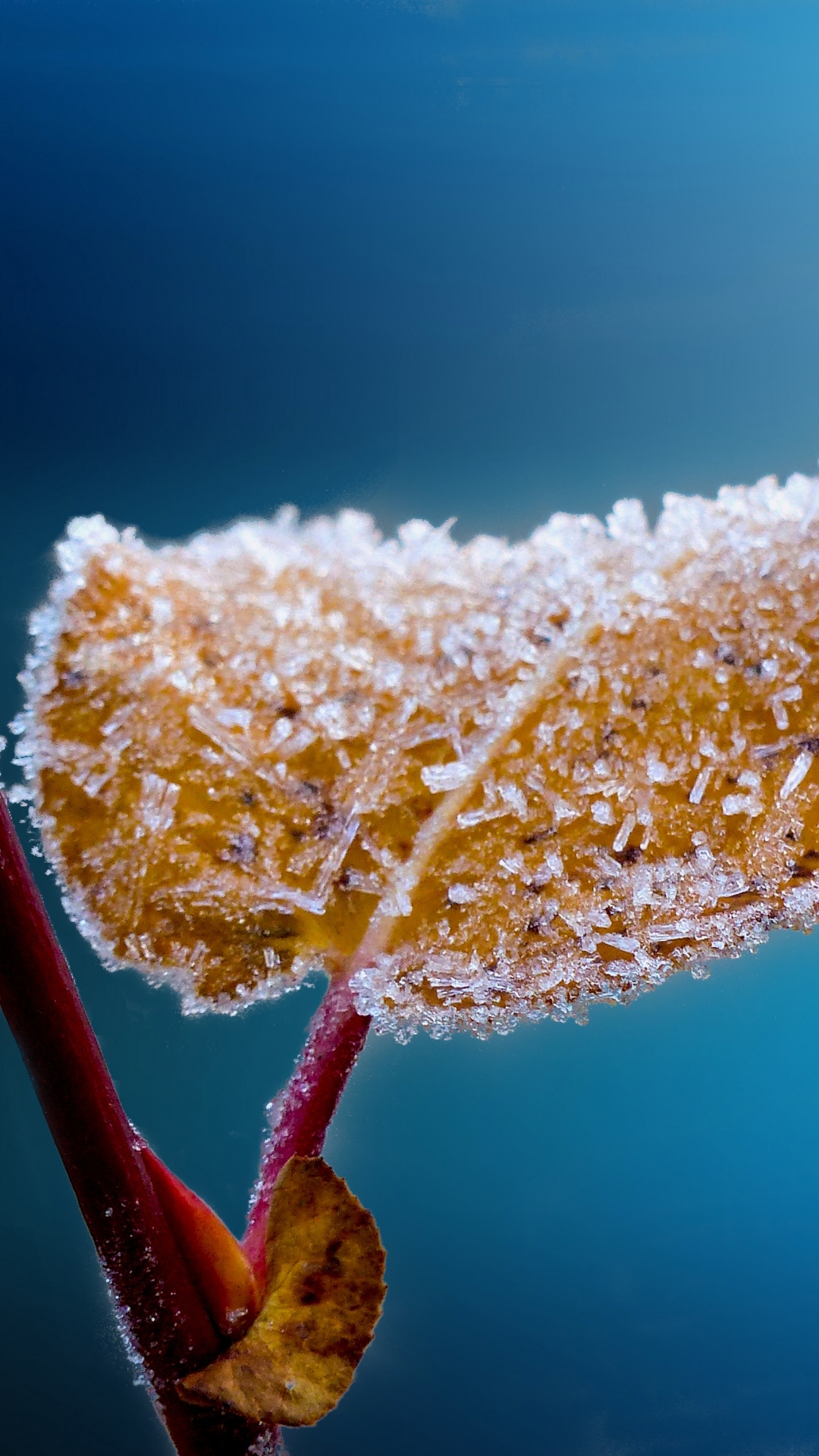 Frost in Hongkong, Frost, Wasser, Zweig, Baum. Wallpaper in 1080x1920 Resolution