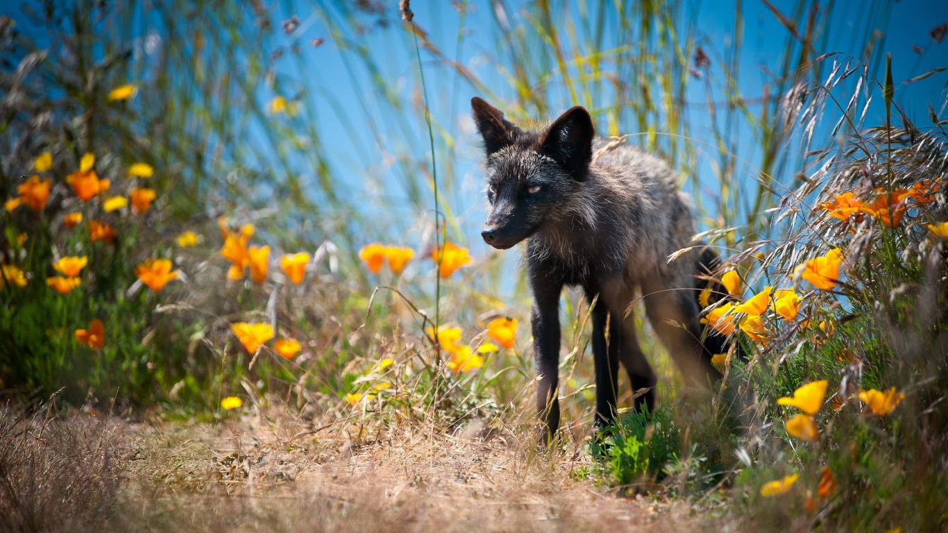 Gray and White Fox on Brown Grass Field During Daytime. Wallpaper in 1366x768 Resolution