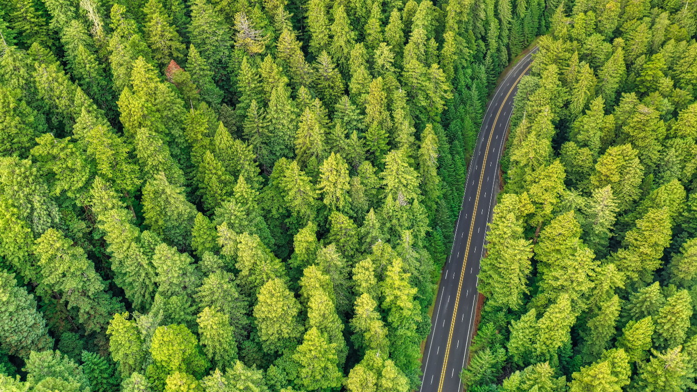 Arborvitae, Plant Community, Biome, Birds Eye View, Tree. Wallpaper in 1366x768 Resolution