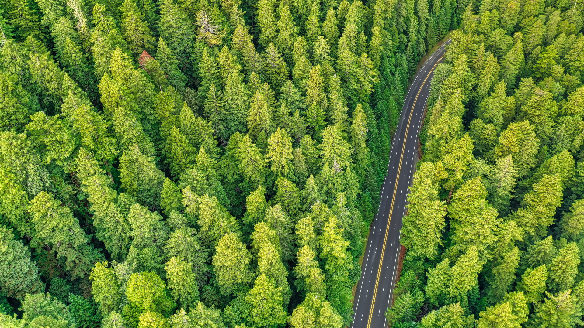 Arborvitae, Plant Community, Biome, Birds Eye View, Tree. Wallpaper in 1920x1080 Resolution