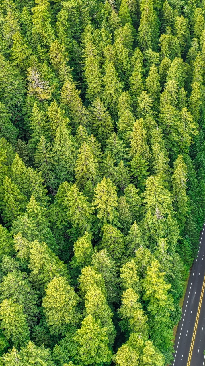 Arborvitae, Plante de la Communauté, Biome, Birds Eye View, Végétation. Wallpaper in 720x1280 Resolution