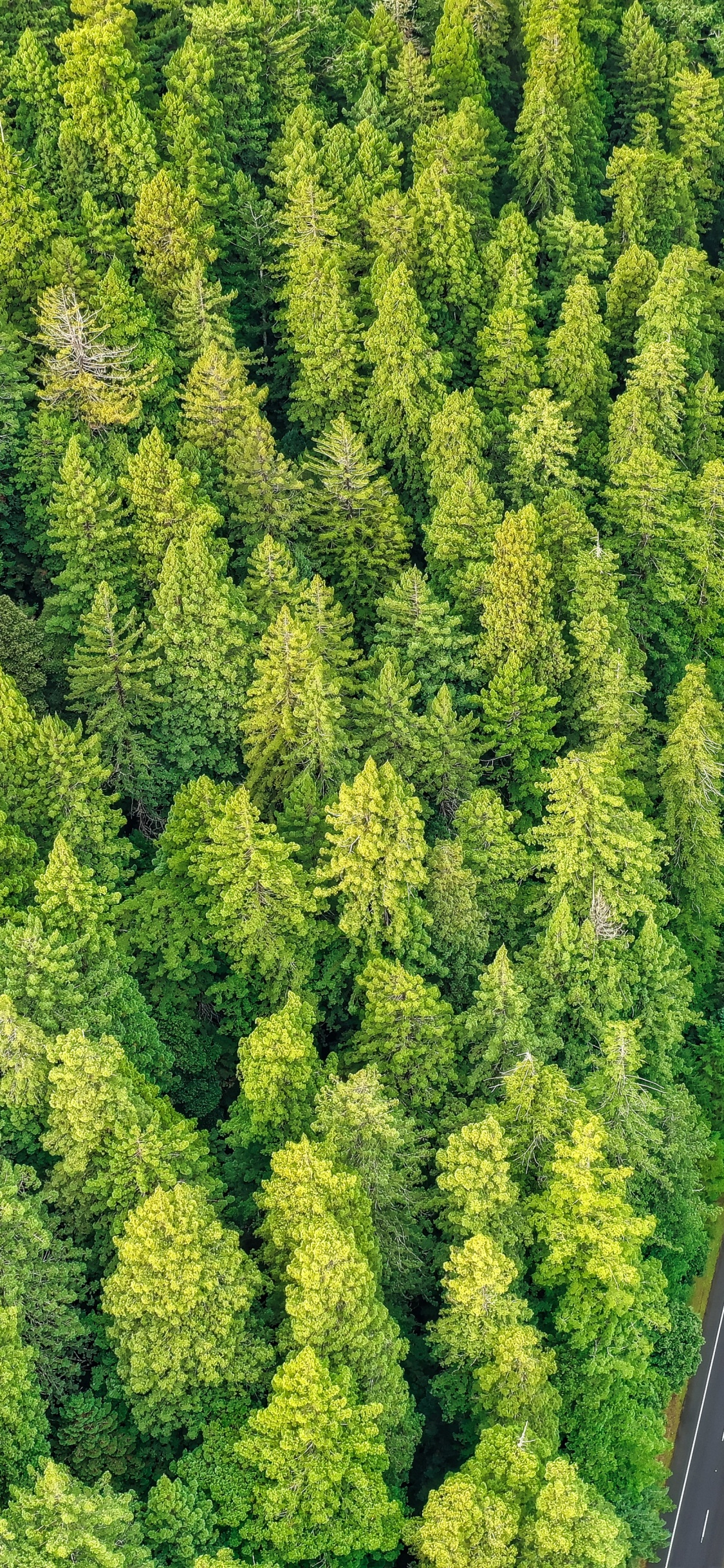 Pflanzen-Gemeinschaft, Biome, Birds Eye View, Baum, Vegetation. Wallpaper in 1125x2436 Resolution