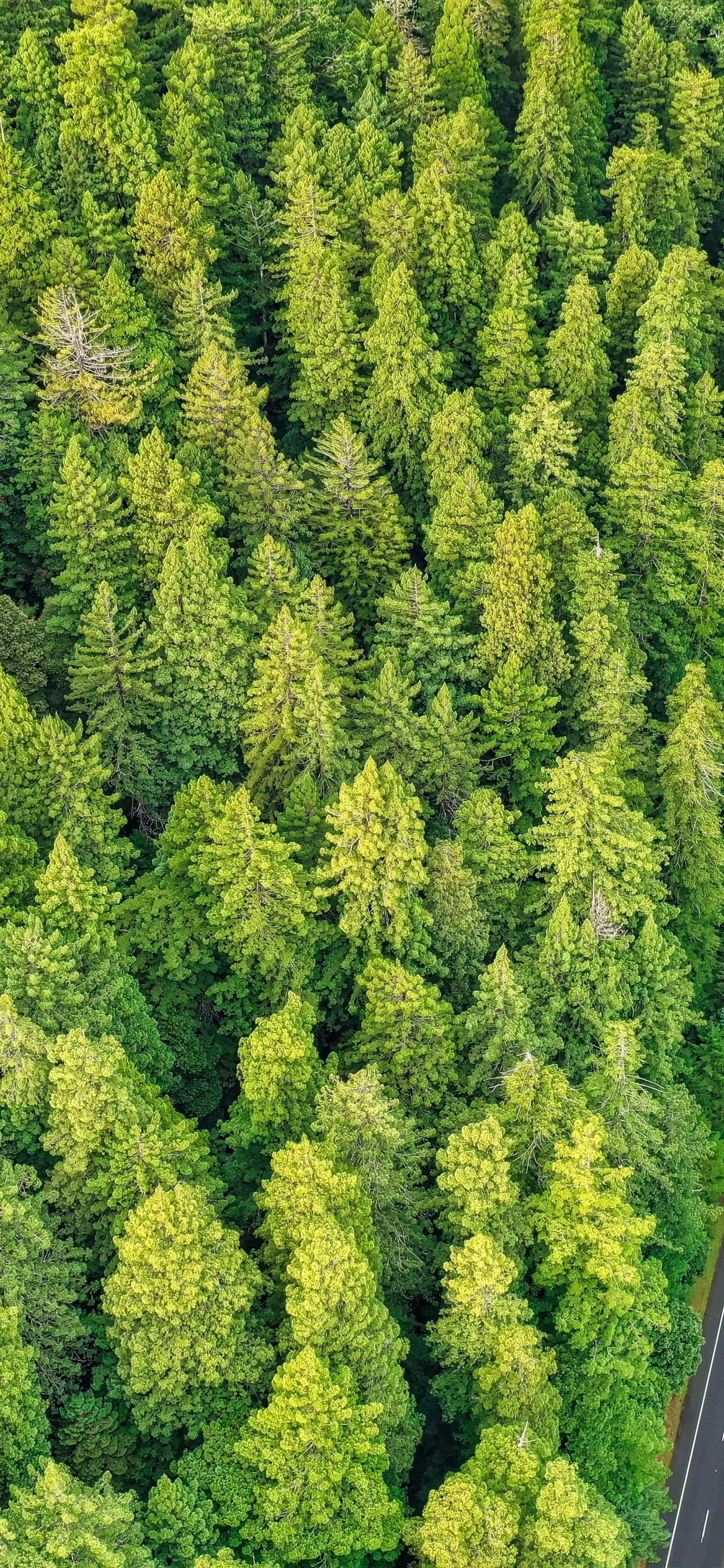 Pflanzen-Gemeinschaft, Biome, Birds Eye View, Baum, Vegetation. Wallpaper in 1242x2688 Resolution