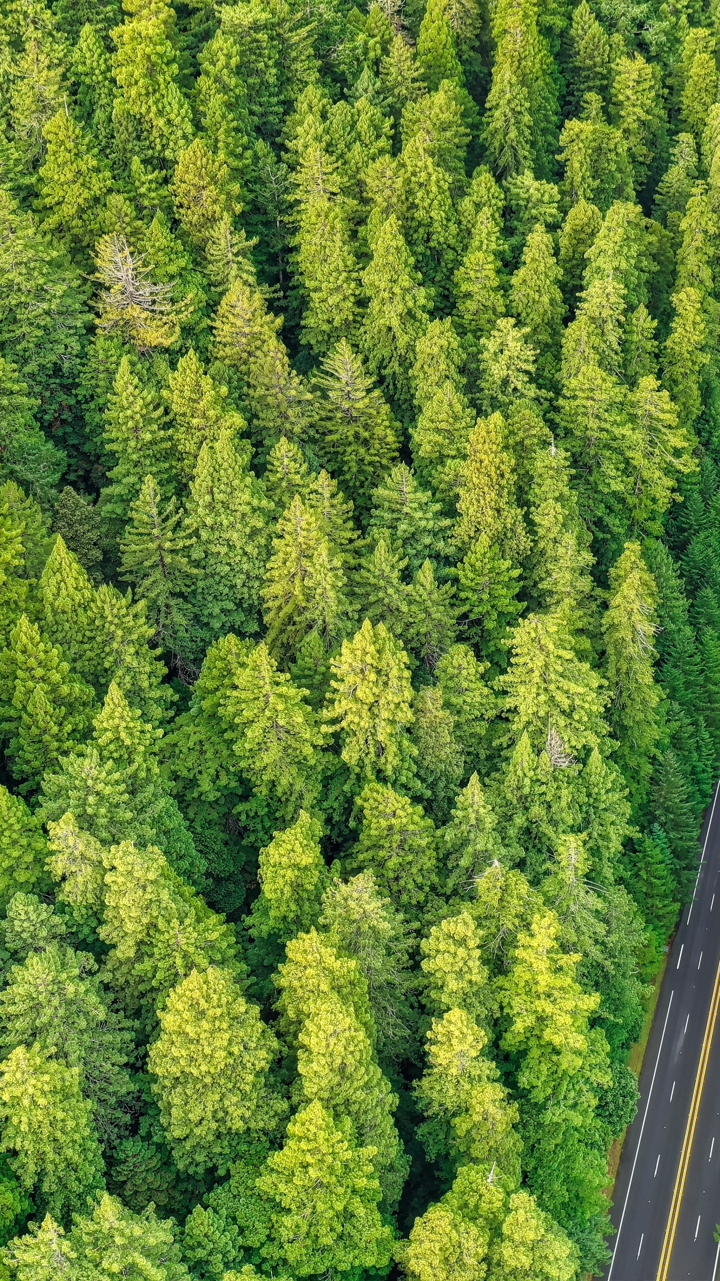 Pflanzen-Gemeinschaft, Biome, Birds Eye View, Baum, Vegetation. Wallpaper in 1440x2560 Resolution