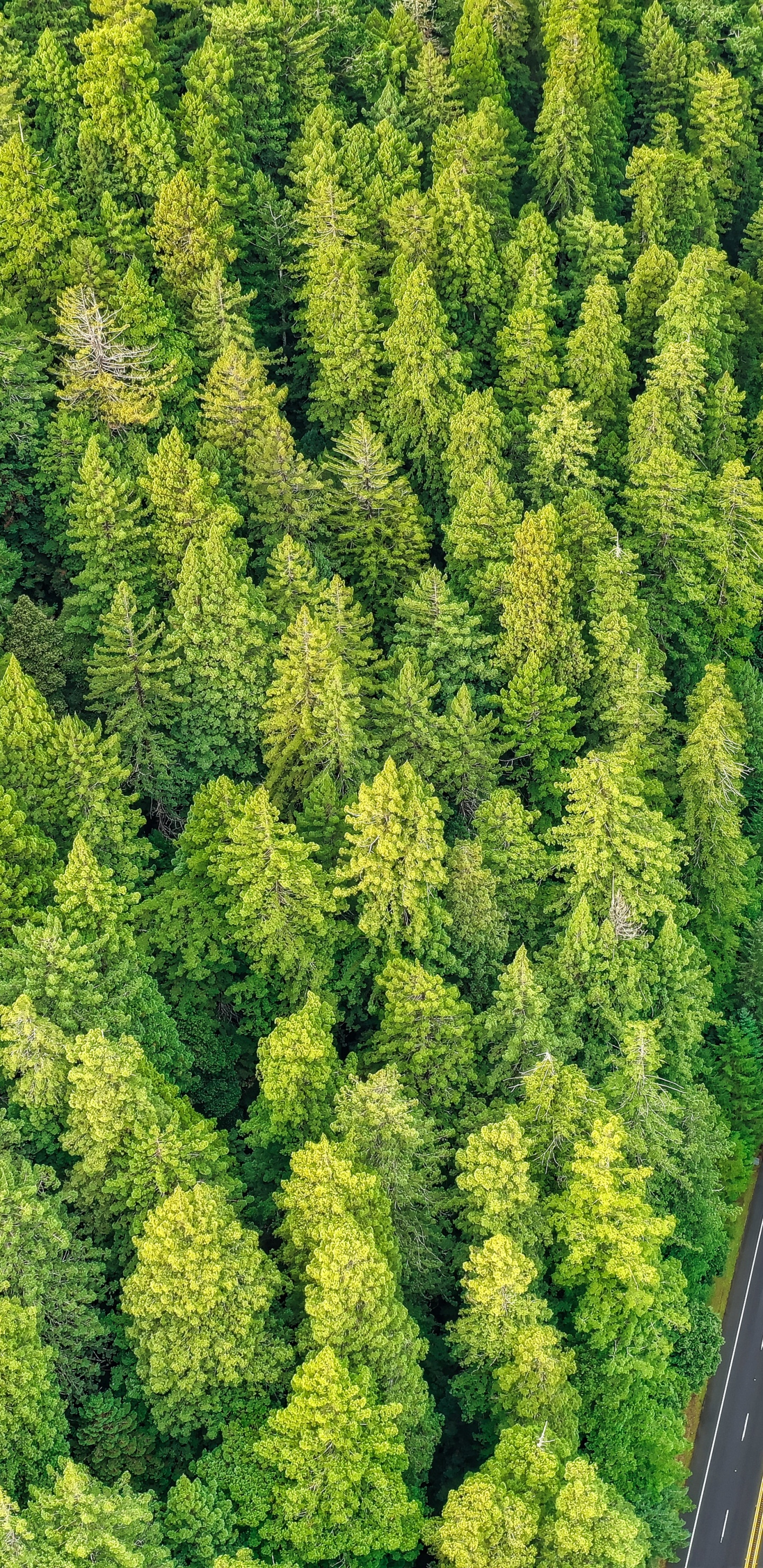 Pflanzen-Gemeinschaft, Biome, Birds Eye View, Baum, Vegetation. Wallpaper in 1440x2960 Resolution