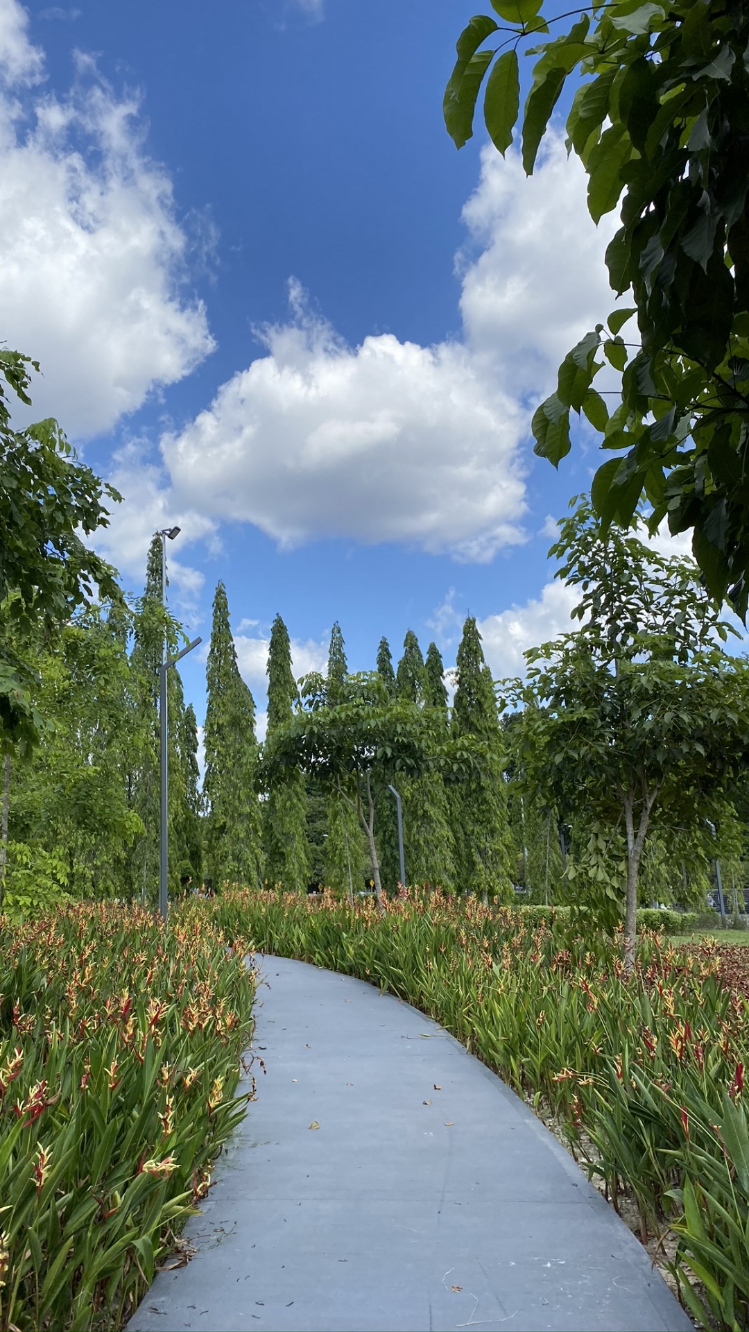 Nature, Végétation, Biome, Arbuste, Garden. Wallpaper in 1080x1920 Resolution