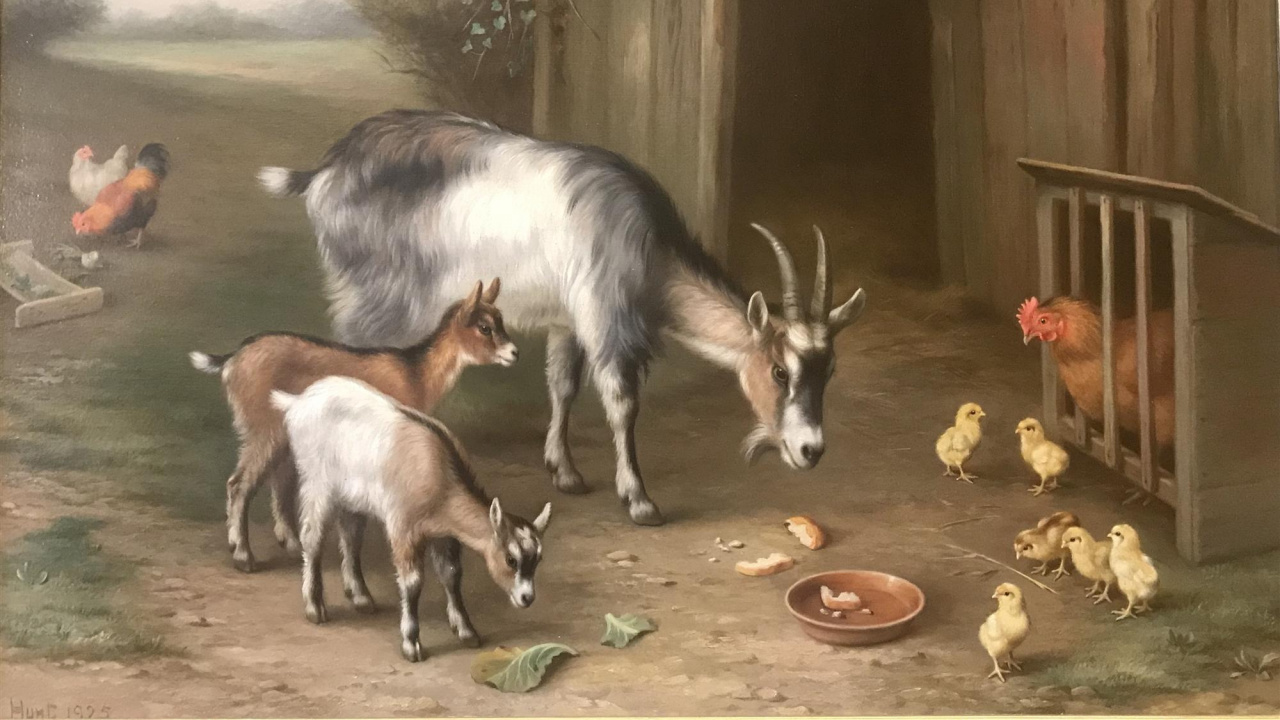 Animal Blanc et Noir Sur Mur en Bois Marron. Wallpaper in 1280x720 Resolution