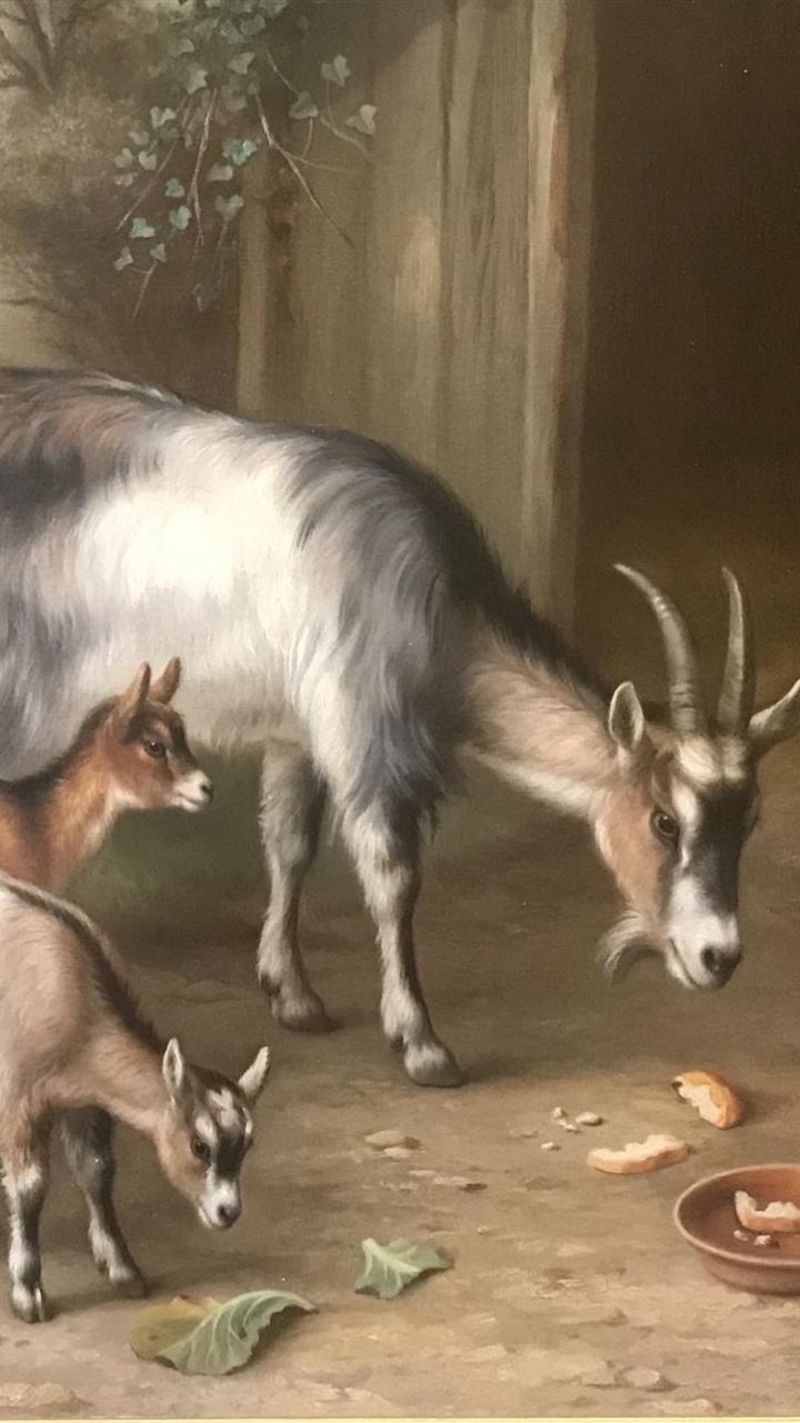 Animal Blanc et Noir Sur Mur en Bois Marron. Wallpaper in 720x1280 Resolution