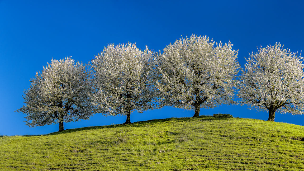 Arbre à Feuilles Blanches Sur Terrain D'herbe Verte Pendant la Journée. Wallpaper in 1280x720 Resolution