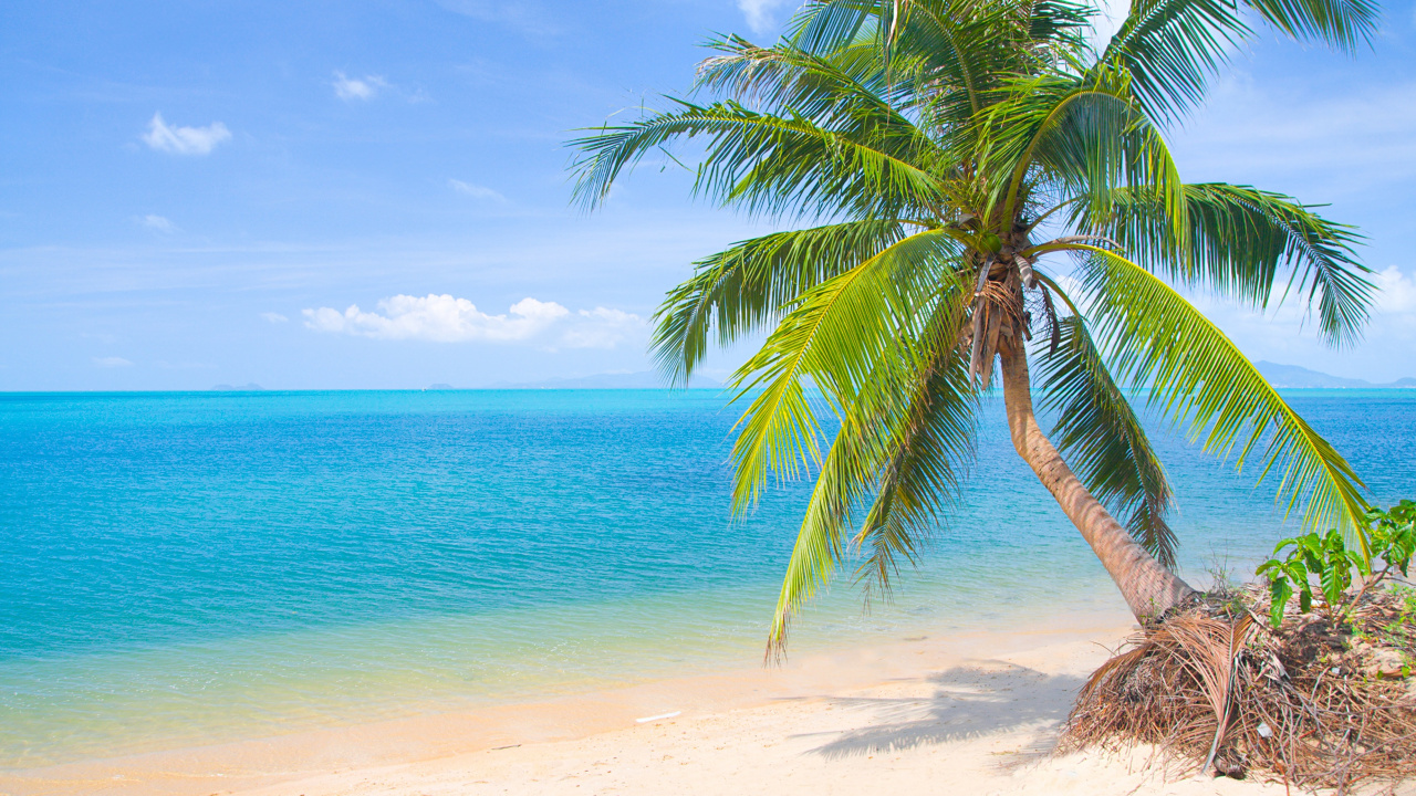 Green Palm Tree on Beach During Daytime. Wallpaper in 1280x720 Resolution