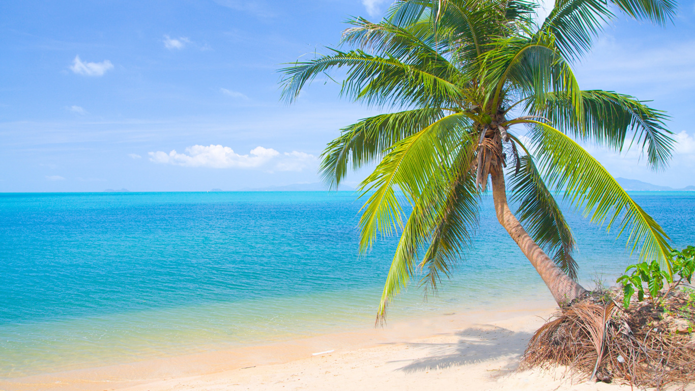 Green Palm Tree on Beach During Daytime. Wallpaper in 1366x768 Resolution