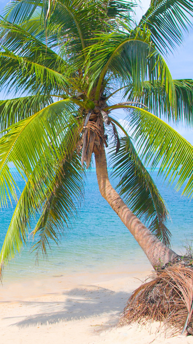 Green Palm Tree on Beach During Daytime. Wallpaper in 750x1334 Resolution