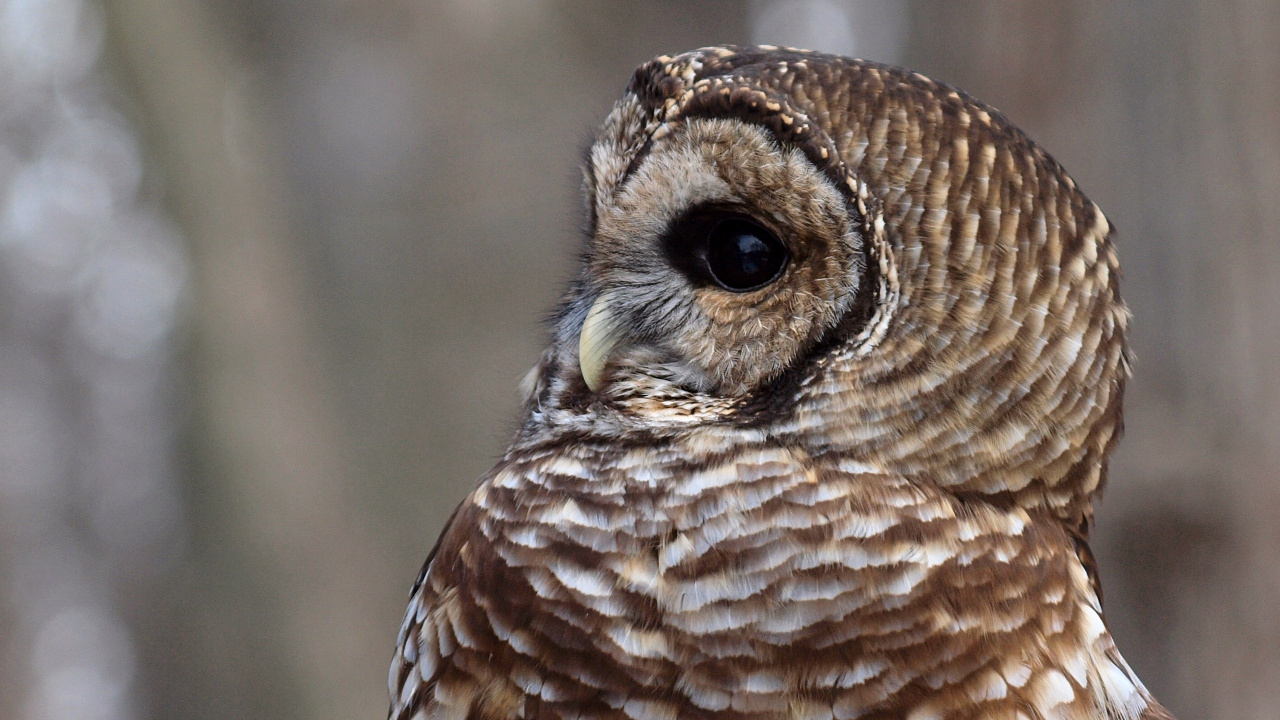 Brown and White Owl in Close up Photography. Wallpaper in 1280x720 Resolution