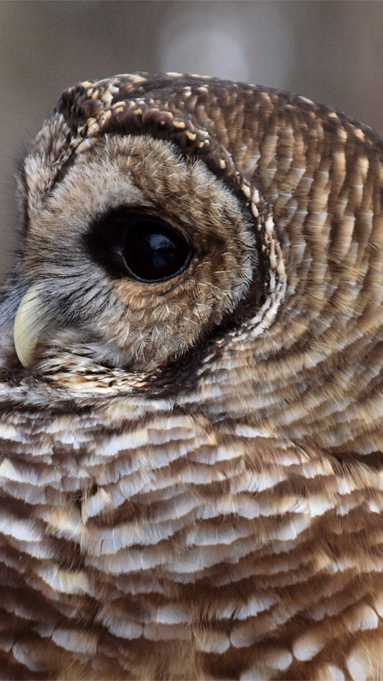 Brown and White Owl in Close up Photography. Wallpaper in 750x1334 Resolution