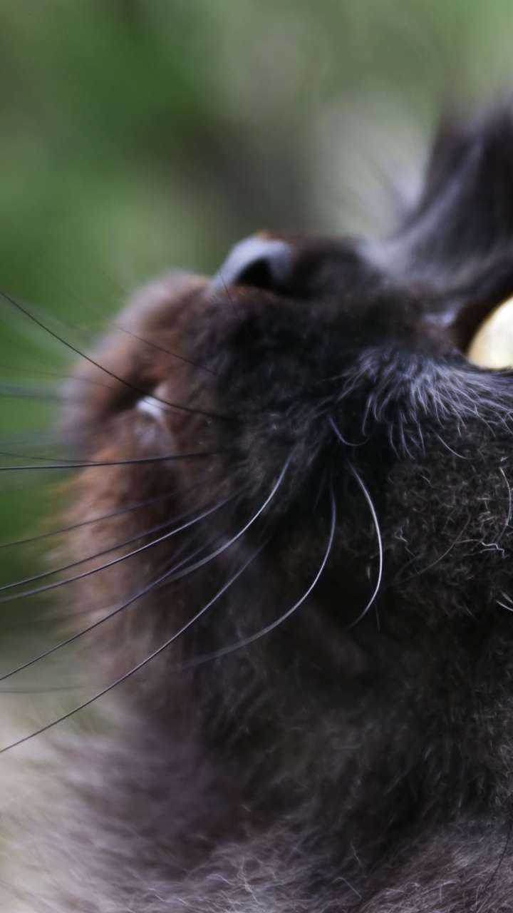 Black Cat With Yellow Eyes. Wallpaper in 720x1280 Resolution