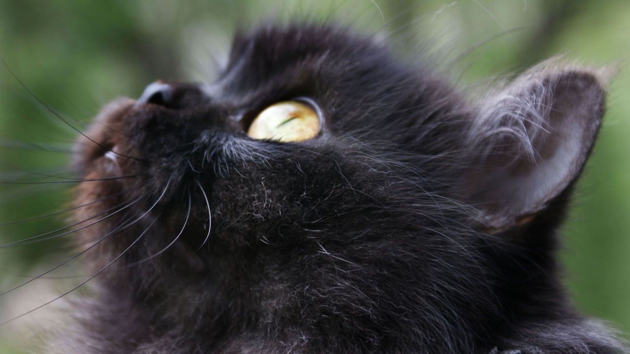 Schwarze Katze Mit Gelben Augen. Wallpaper in 1280x720 Resolution