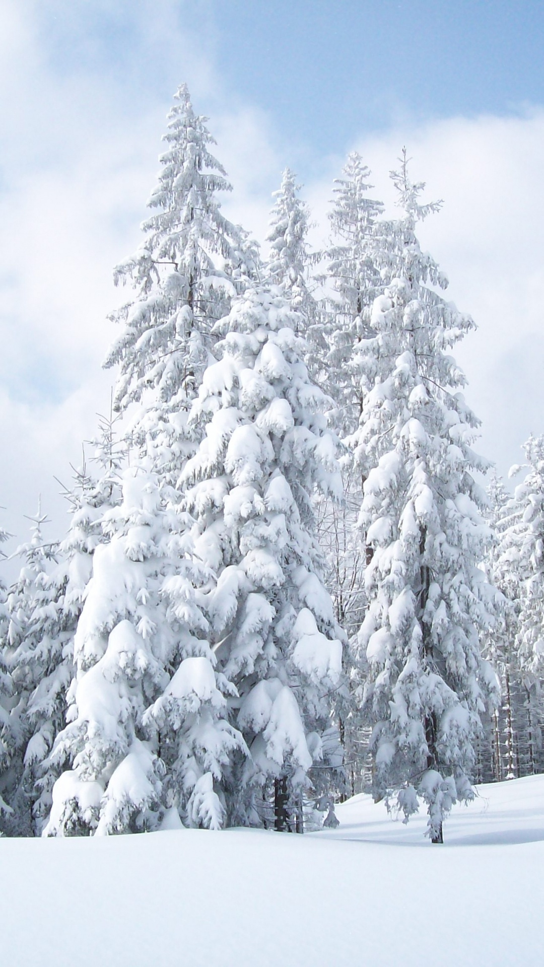 Snow Covered Pine Trees During Daytime. Wallpaper in 1080x1920 Resolution