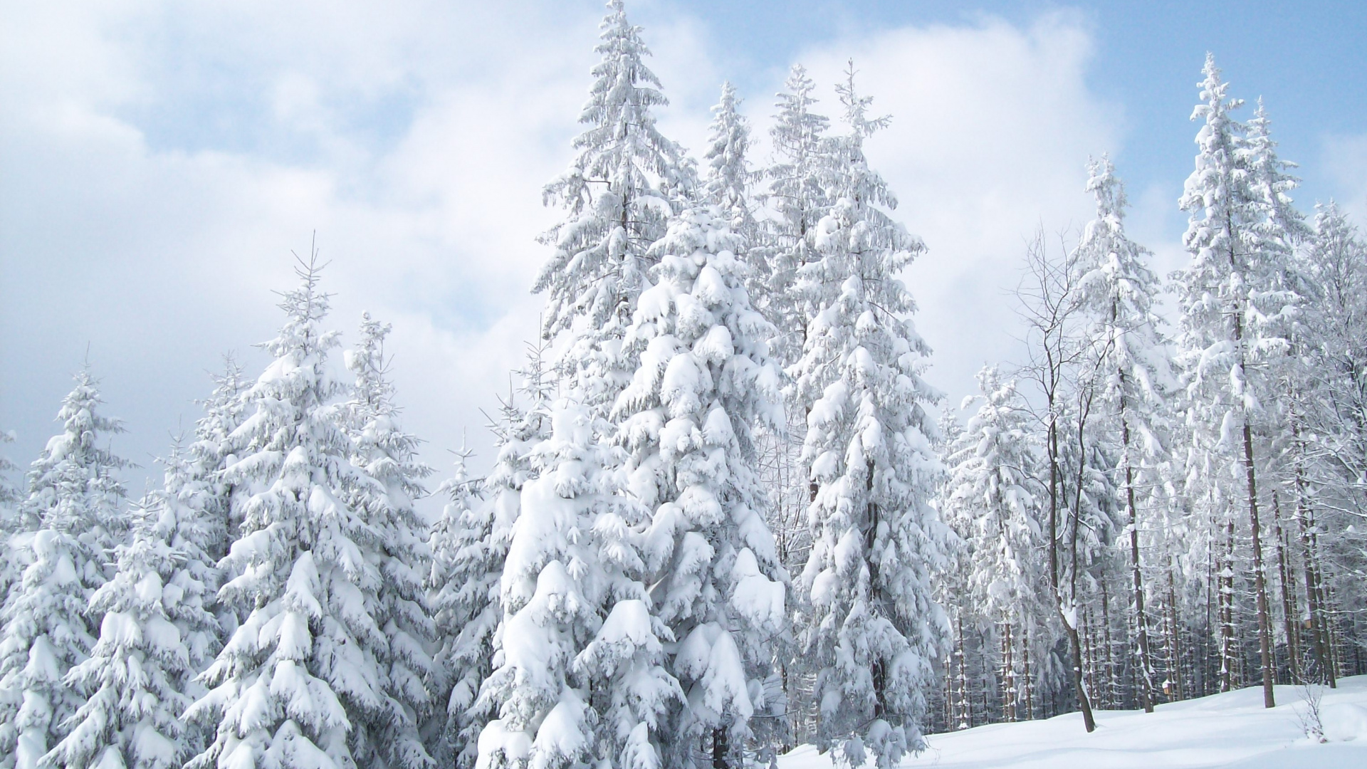Snow Covered Pine Trees During Daytime. Wallpaper in 1920x1080 Resolution