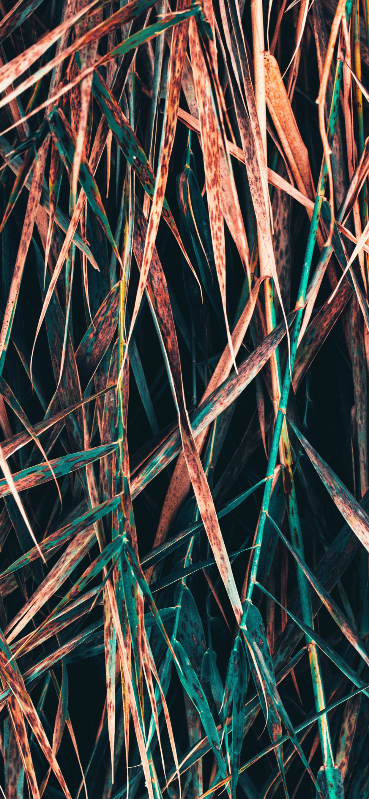 Rameau, Métal, Symétrie. Wallpaper in 1242x2688 Resolution