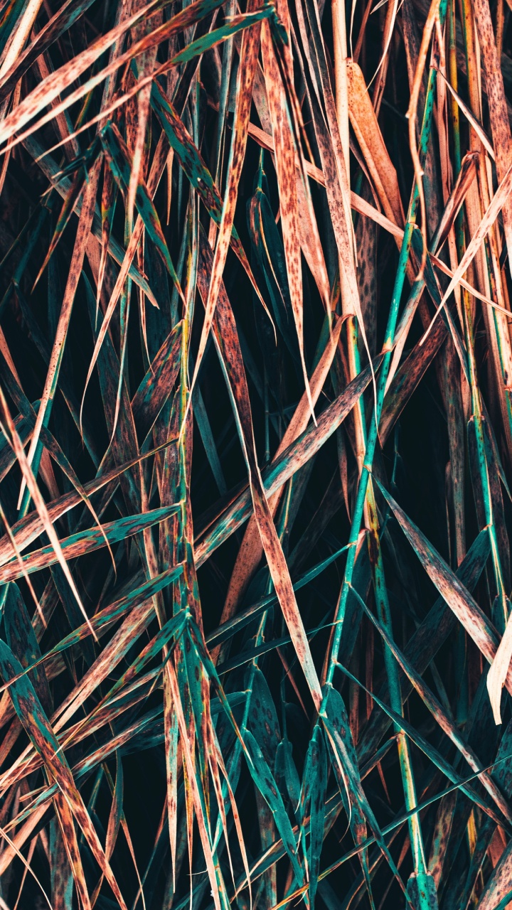 Rameau, Métal, Symétrie. Wallpaper in 720x1280 Resolution