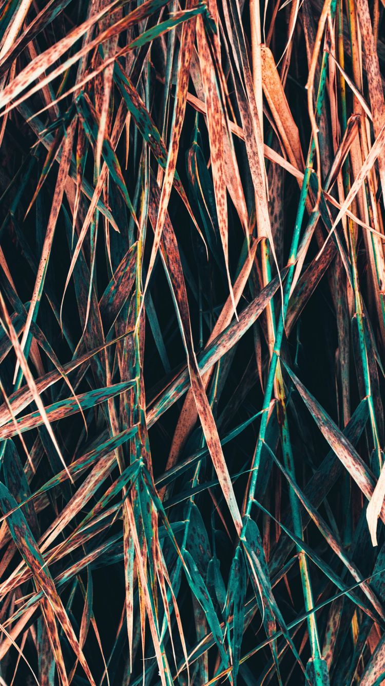 Rameau, Métal, Symétrie. Wallpaper in 750x1334 Resolution