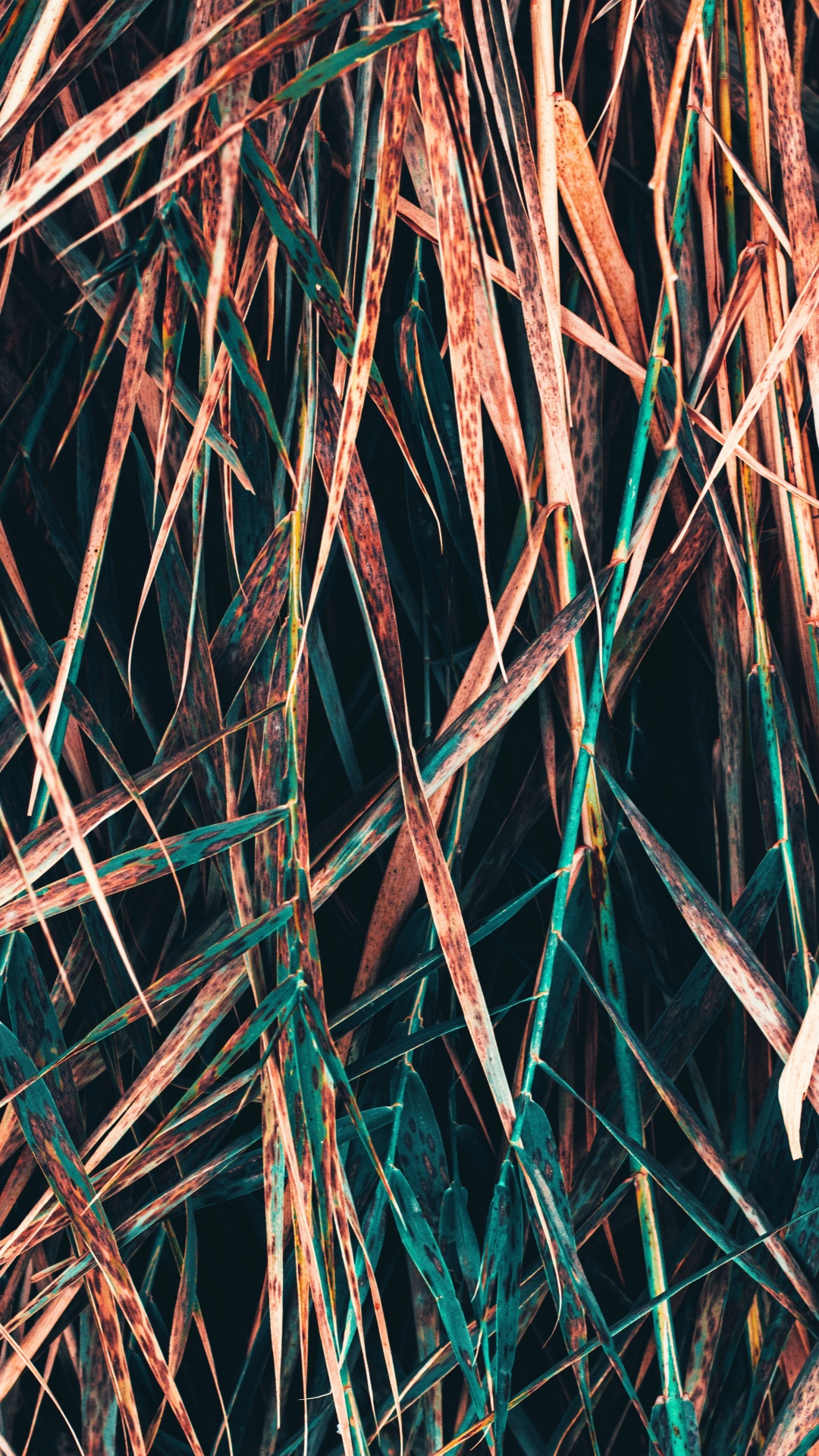 Ramita, Sucursal, Patrón, Metal, Simetría. Wallpaper in 1080x1920 Resolution