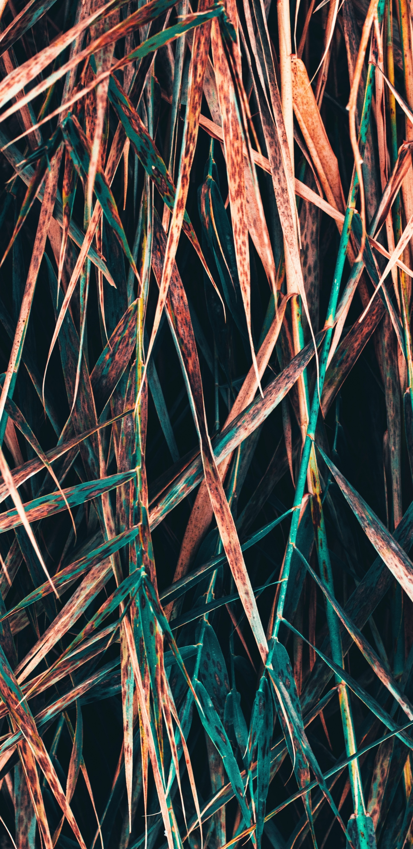 Ramita, Sucursal, Patrón, Metal, Simetría. Wallpaper in 1440x2960 Resolution