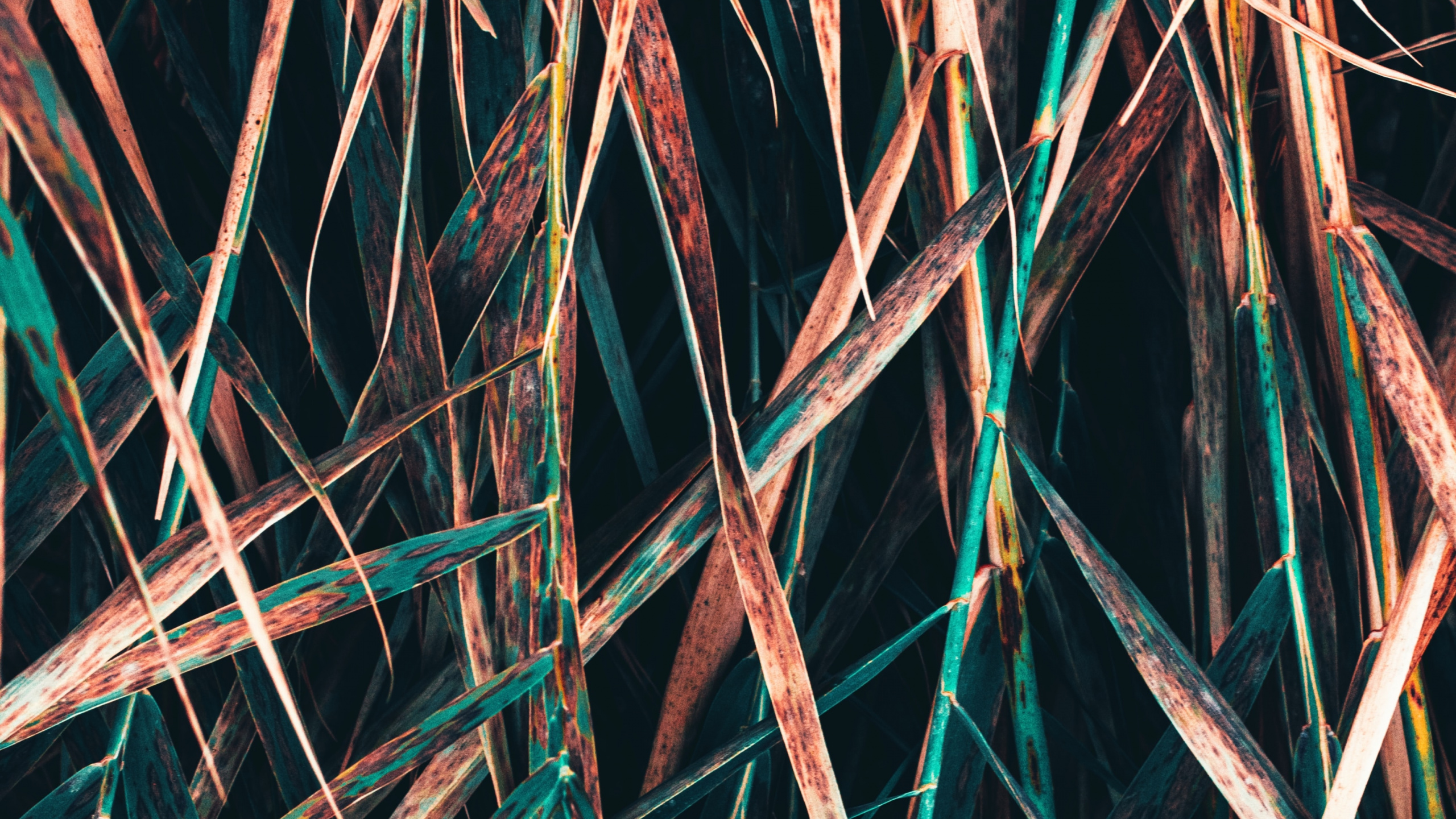 树枝, 对称 壁纸 2560x1440 允许