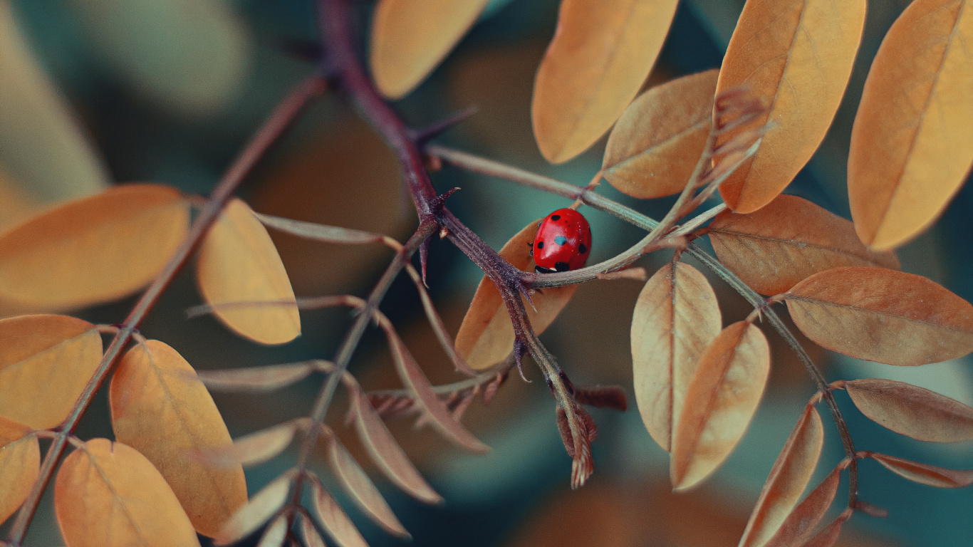 Coccinelle Rouge et Noire Sur Feuilles Brunes. Wallpaper in 1366x768 Resolution