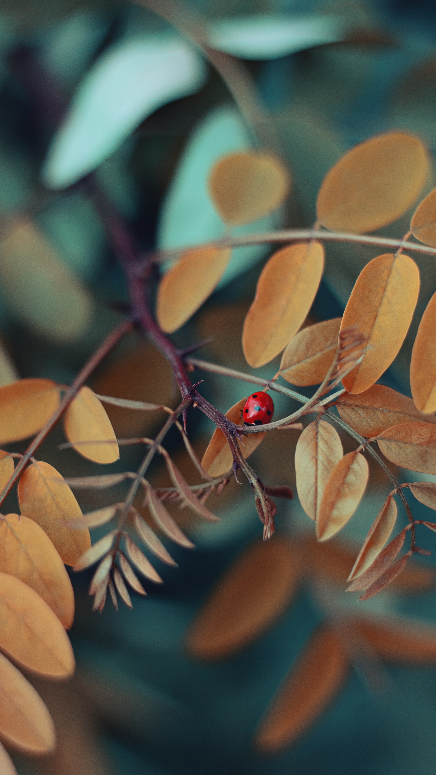 Coccinelle Rouge et Noire Sur Feuilles Brunes. Wallpaper in 1440x2560 Resolution