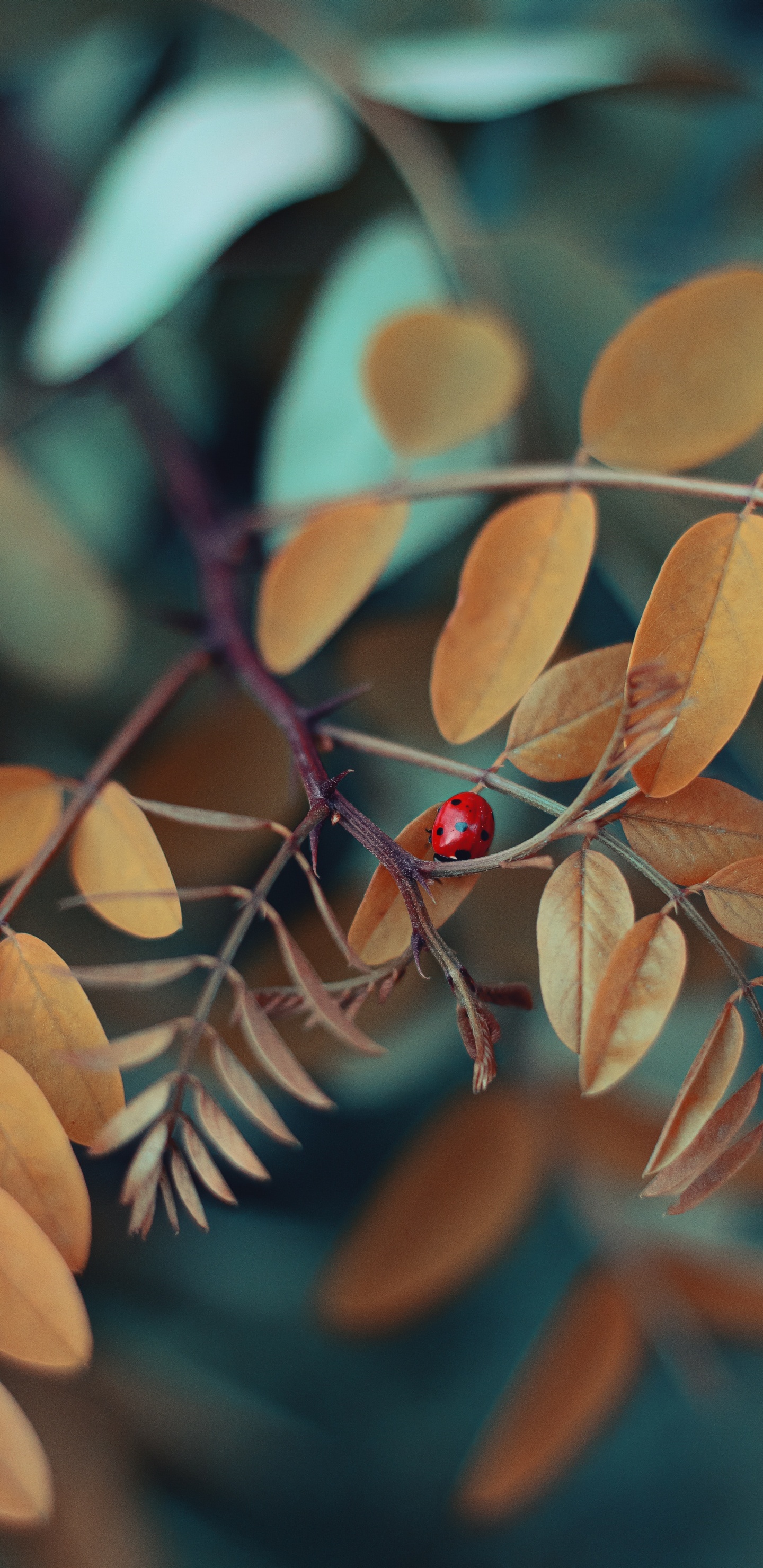 Coccinelle Rouge et Noire Sur Feuilles Brunes. Wallpaper in 1440x2960 Resolution