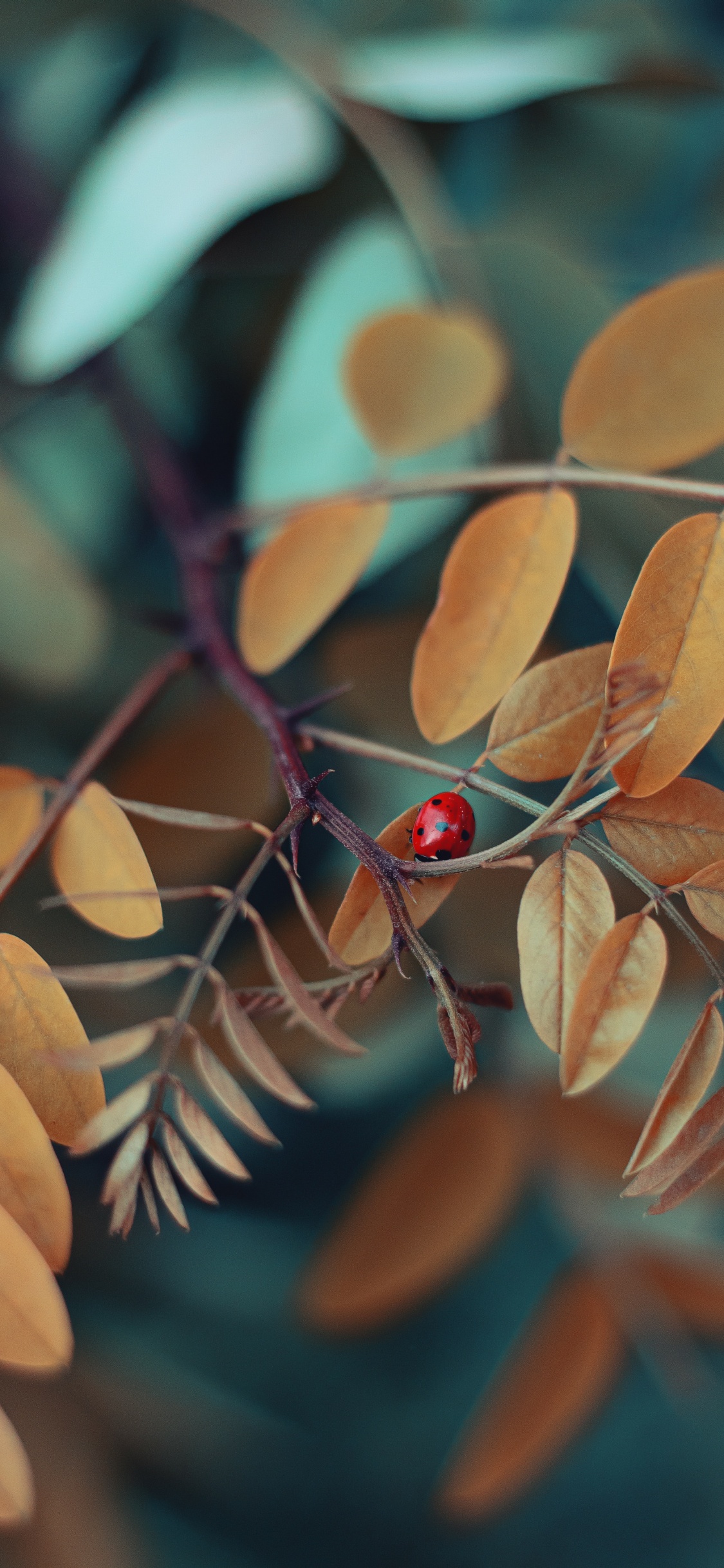 Roter Und Schwarzer Marienkäfer Auf Braunen Blättern. Wallpaper in 1125x2436 Resolution