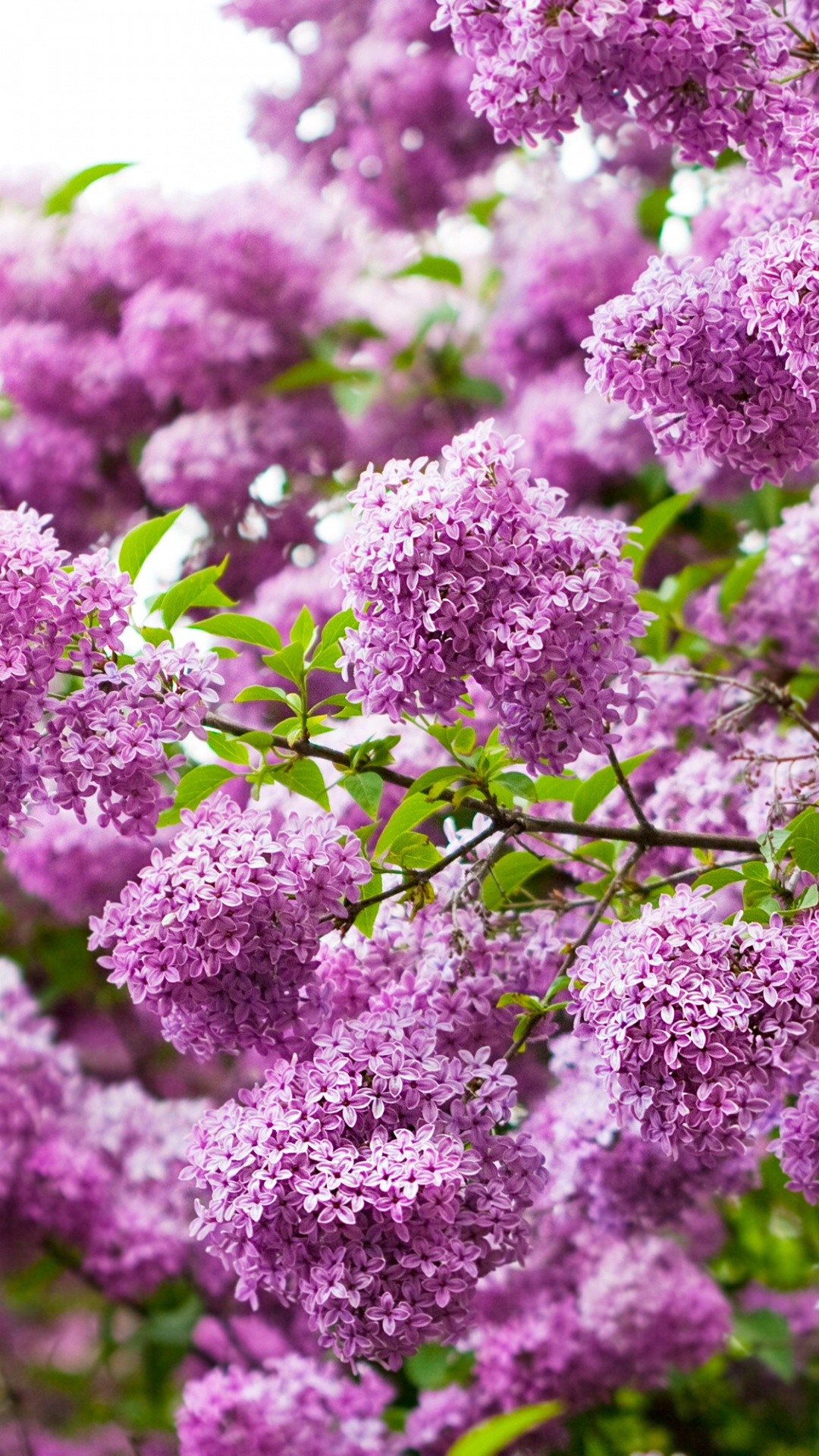 Fleurs Violettes en Photographie Rapprochée. Wallpaper in 1080x1920 Resolution