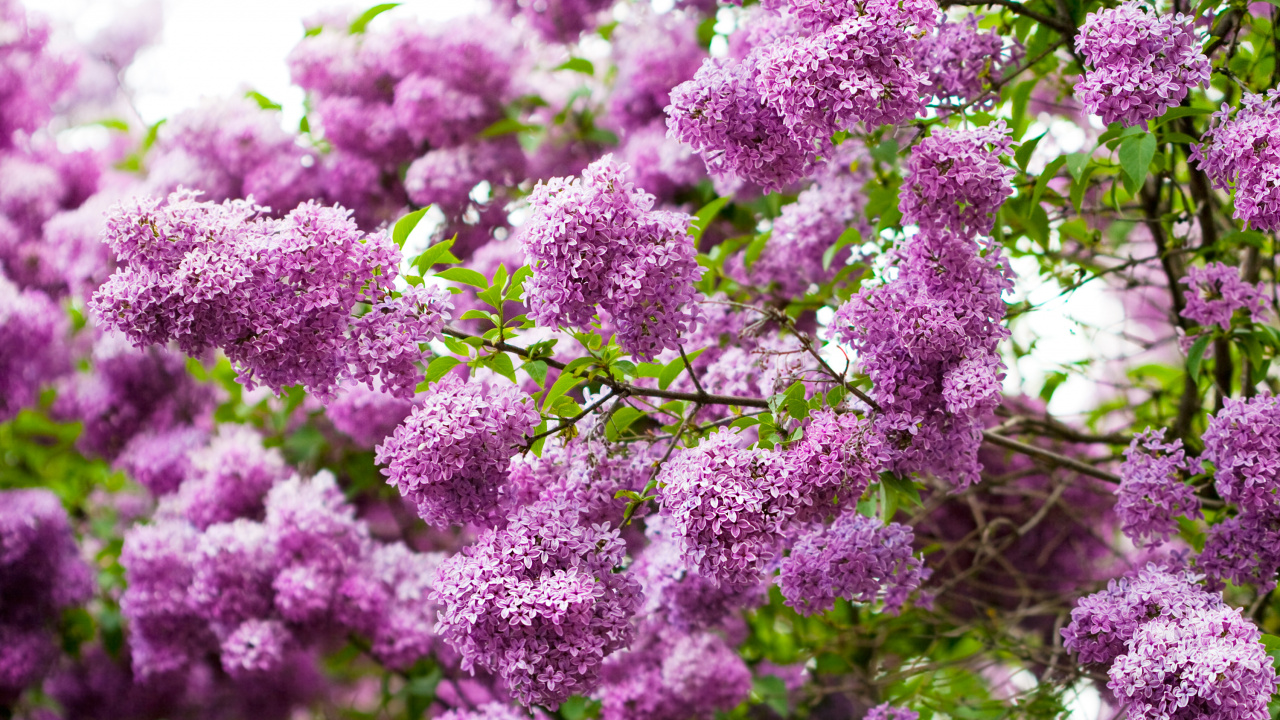 Purple Flowers in Close up Photography. Wallpaper in 1280x720 Resolution