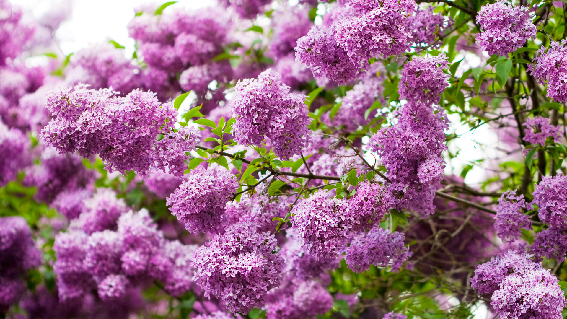 Purple Flowers in Close up Photography. Wallpaper in 1920x1080 Resolution