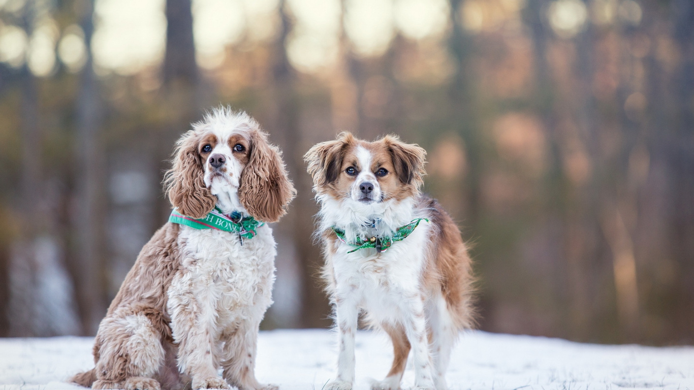 Brown and White Short Coated Small Dog on Snow Covered Ground During Daytime. Wallpaper in 1366x768 Resolution
