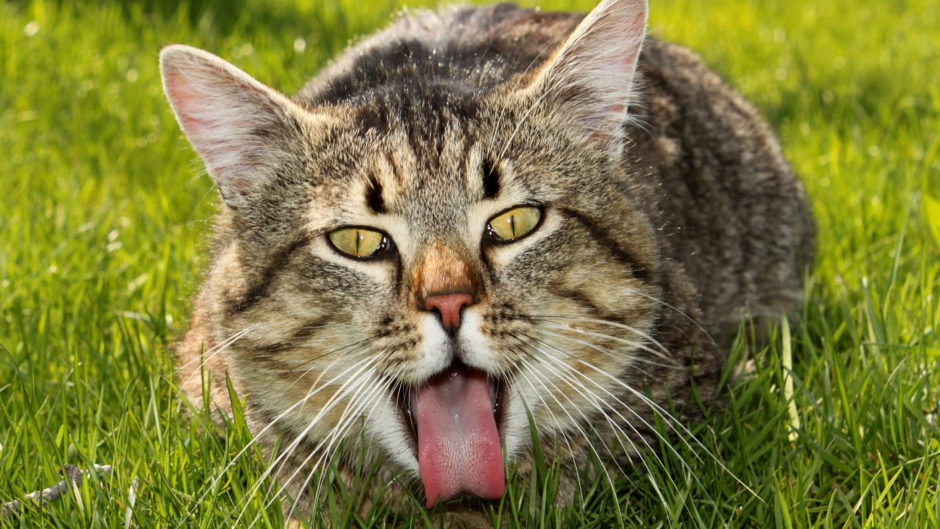 Chat Tigré Brun Sur L'herbe Verte. Wallpaper in 1366x768 Resolution